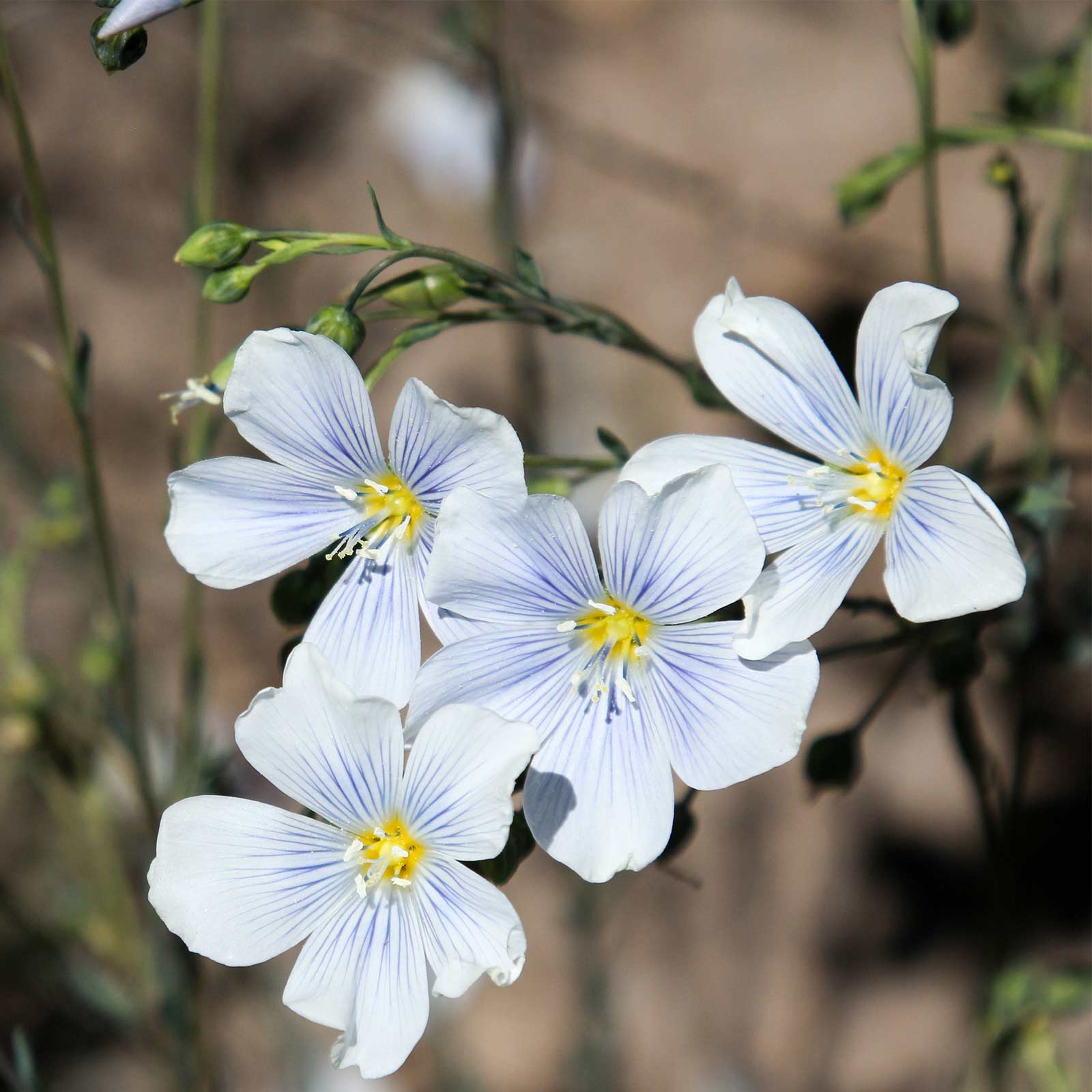 Белый лен семена цветок