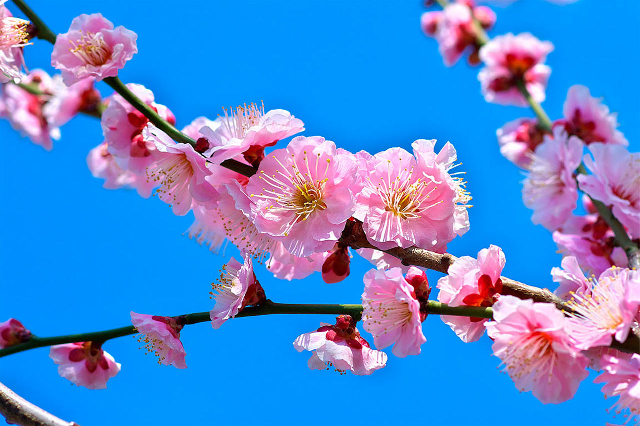 цветущий абрикос дерево фото