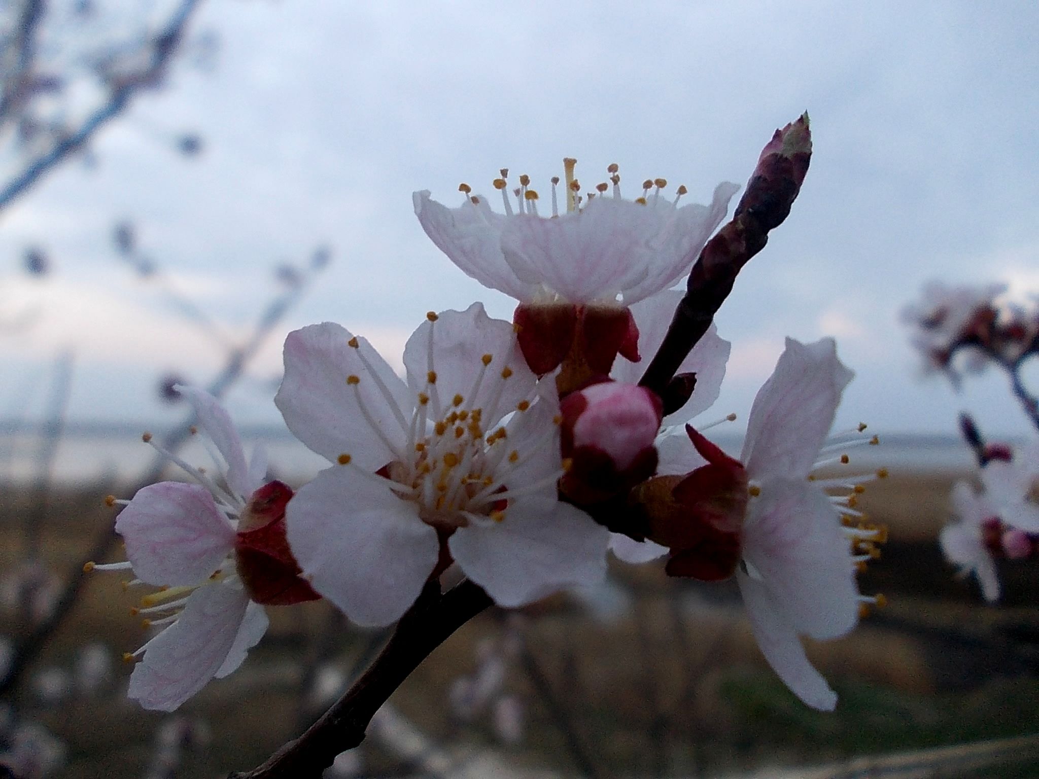 Цветы Абрикосового Дерева