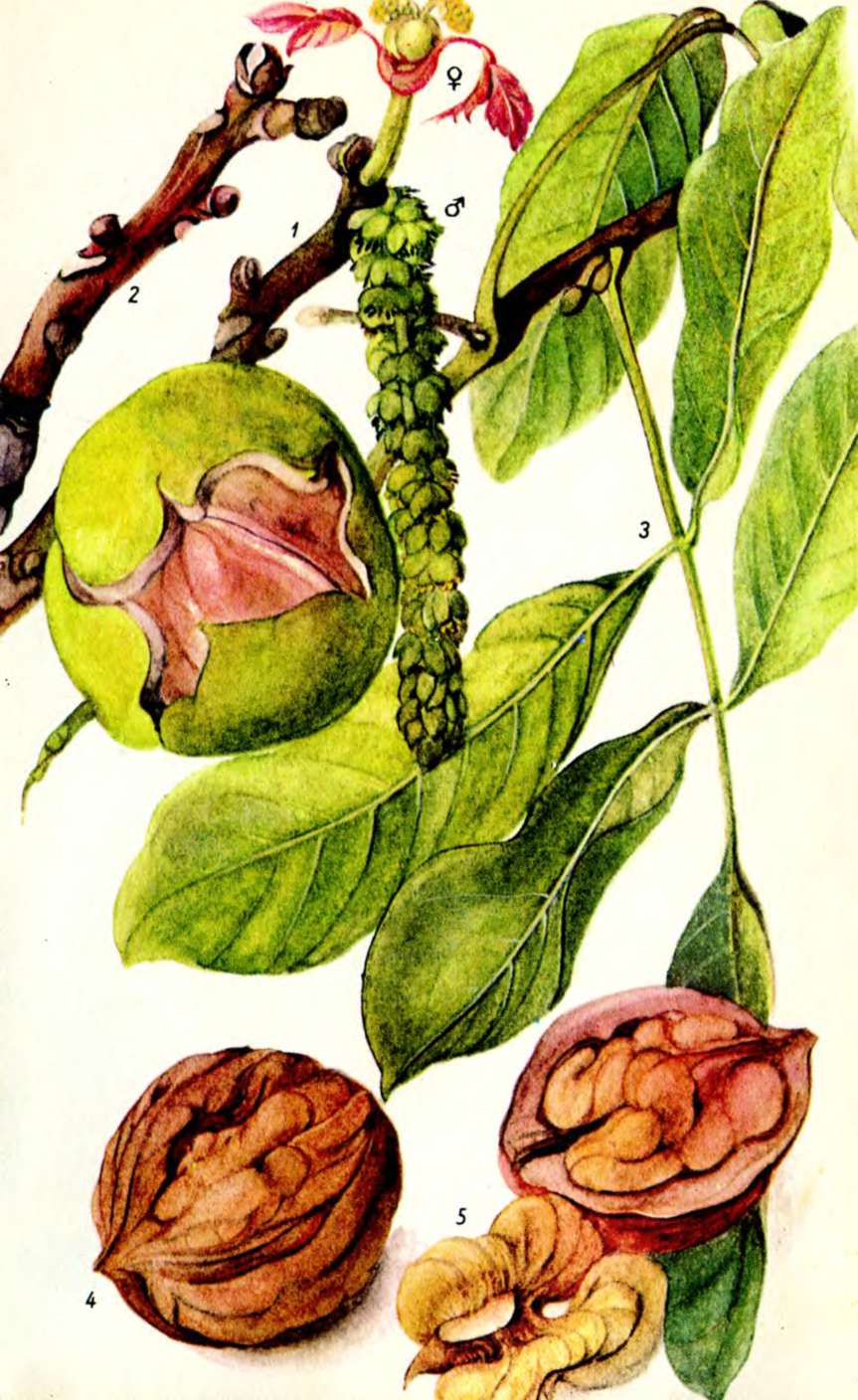 цветение грецкого ореха фото
