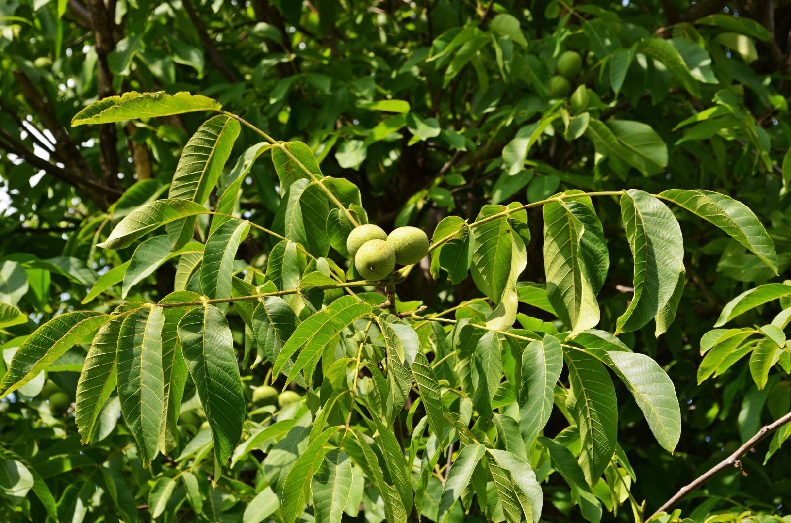 Грецкий орех на дереве фото