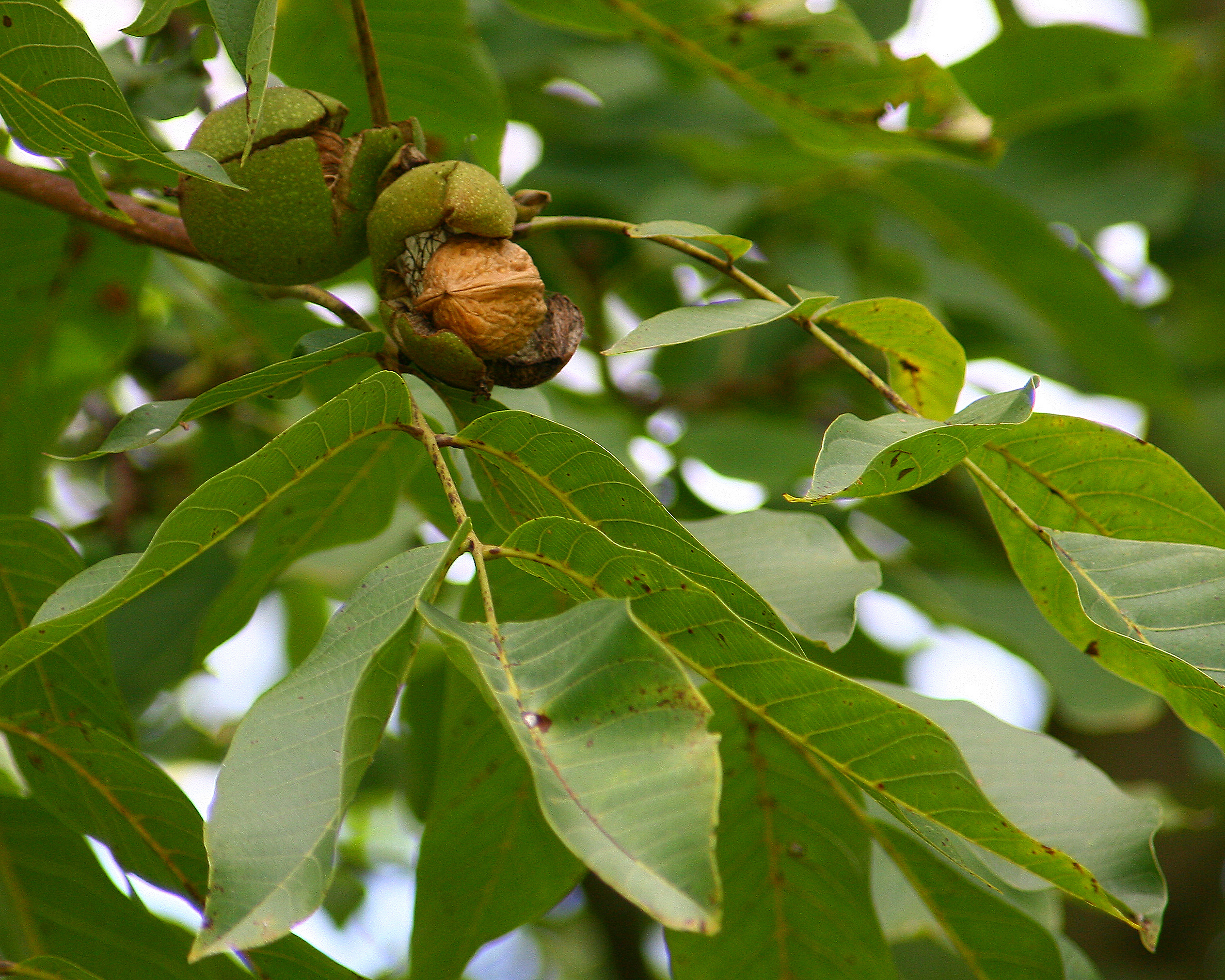Орех грецкий фото дерева и плода