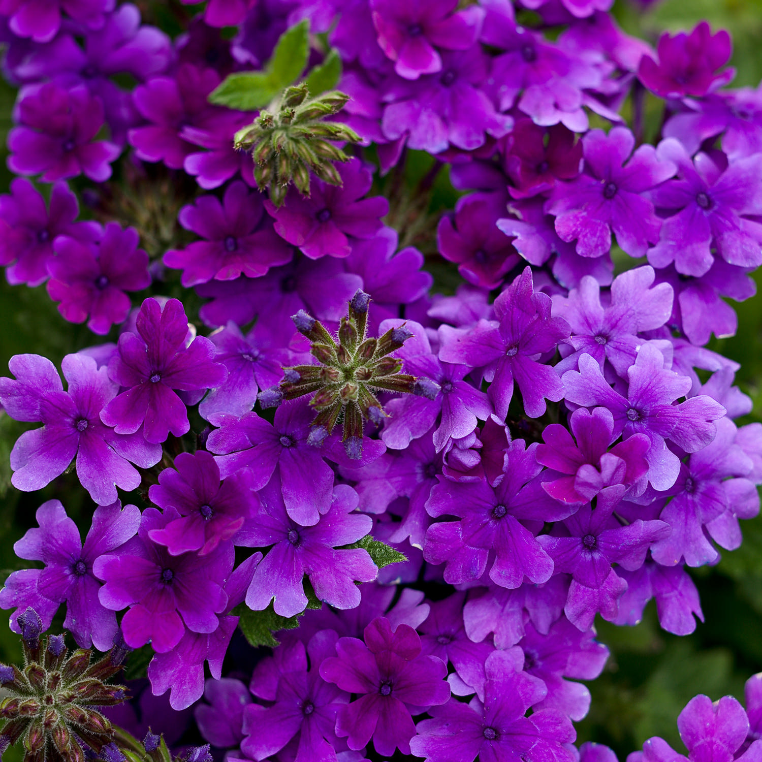 Цветы с фиолетовыми цветами садовые фото и названия