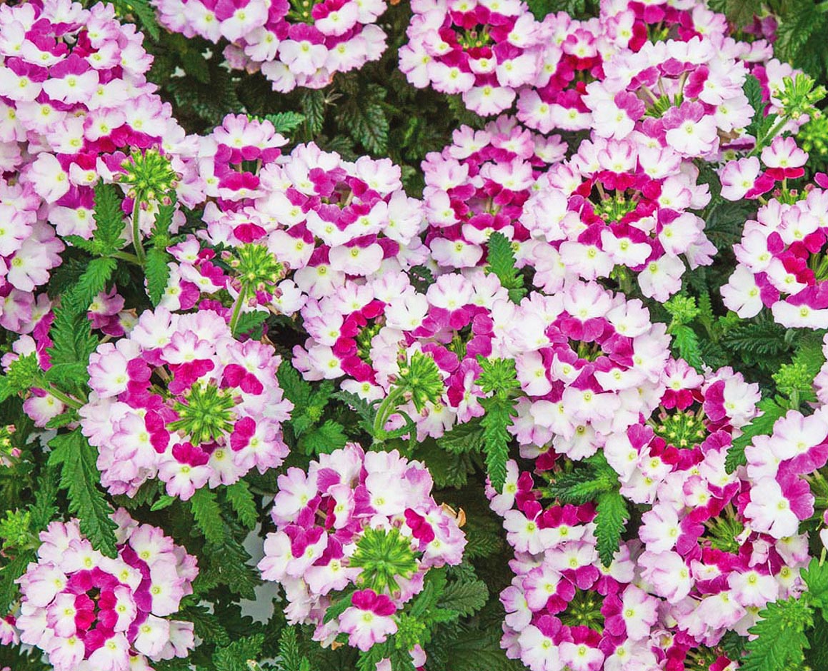 Вербена фото цветов на клумбе однолетняя на каком расстоянии сажать