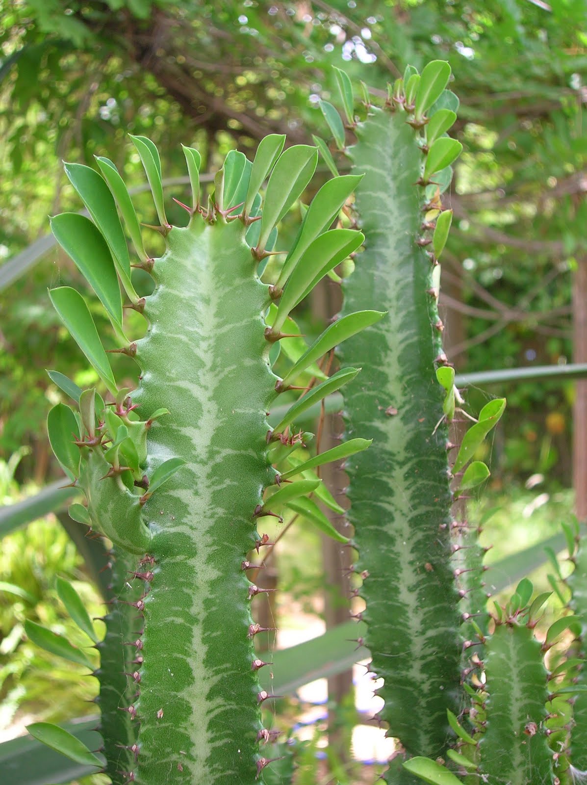 Amandelwolfsmelk Euphorbia молочай