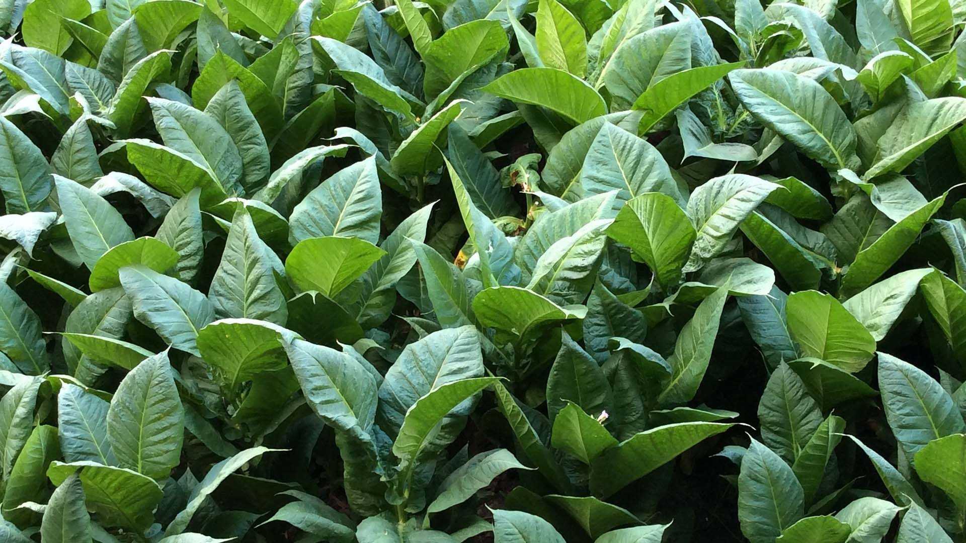 Табак растение