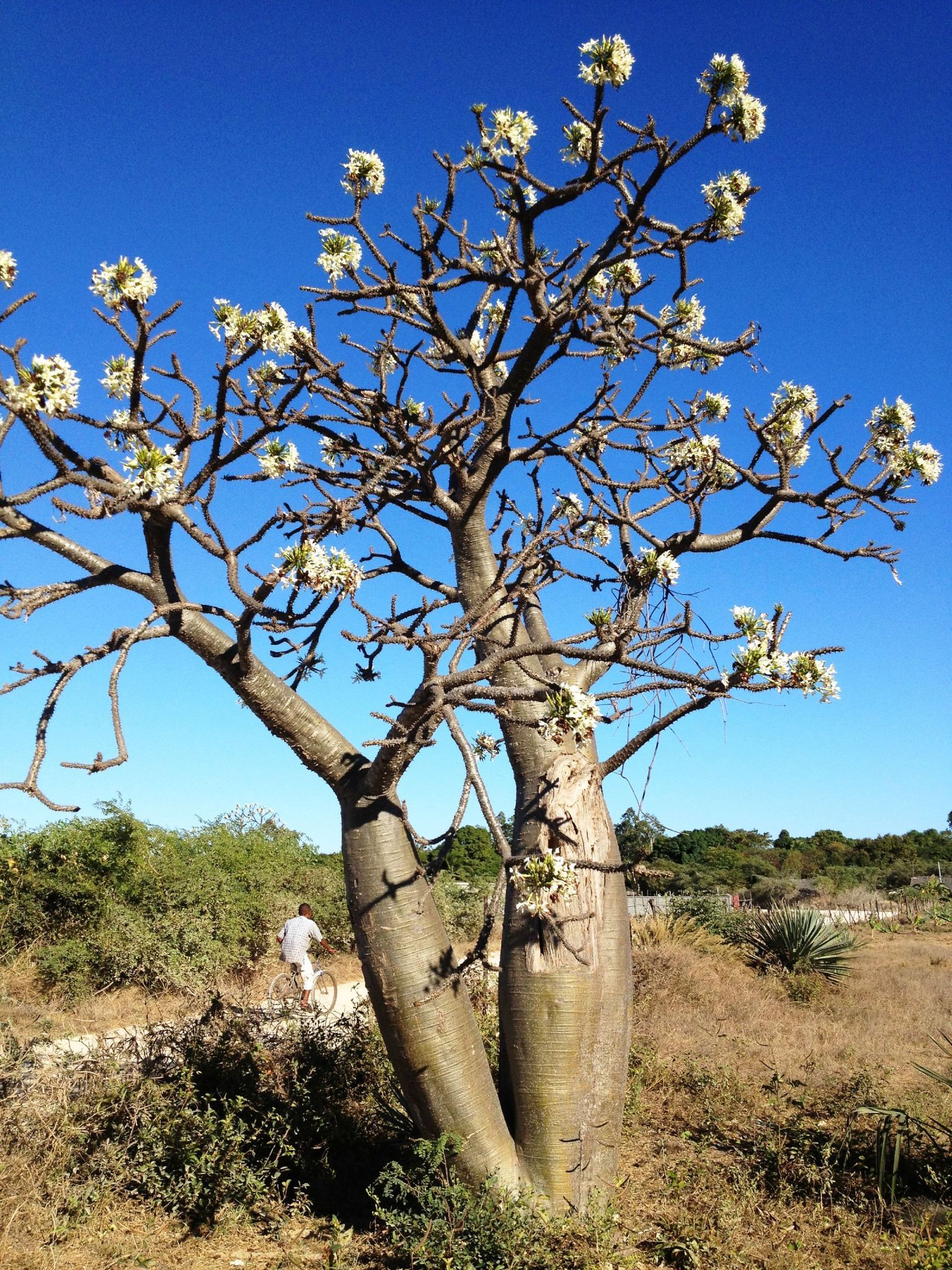 Амбхалабхара дерево как цветет фото