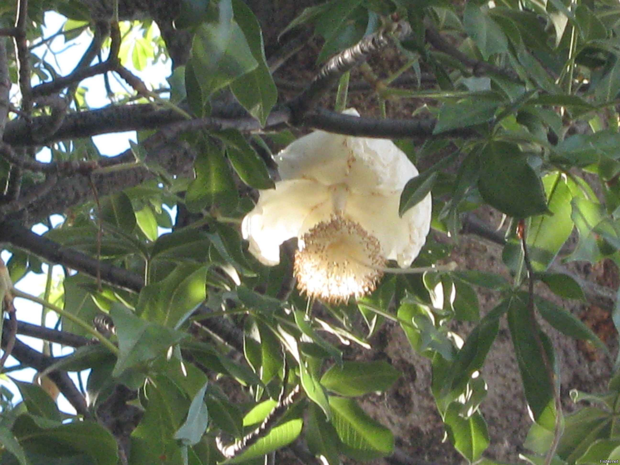 Амбхалабхара дерево фото как цветет правда ли это