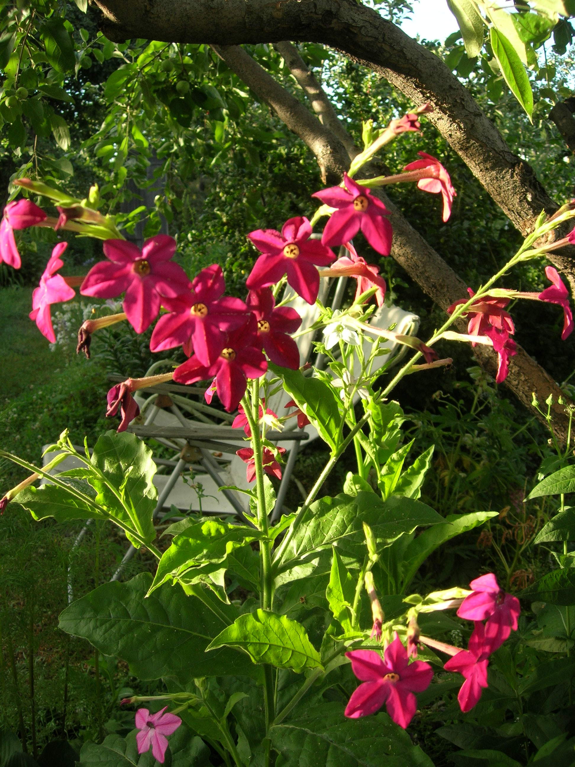 Душистый табак цветы фото как выглядит в саду