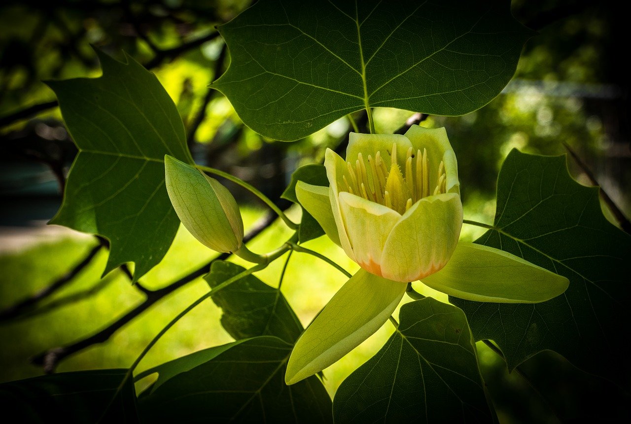 Лириодендрон Тюльпановый цветок