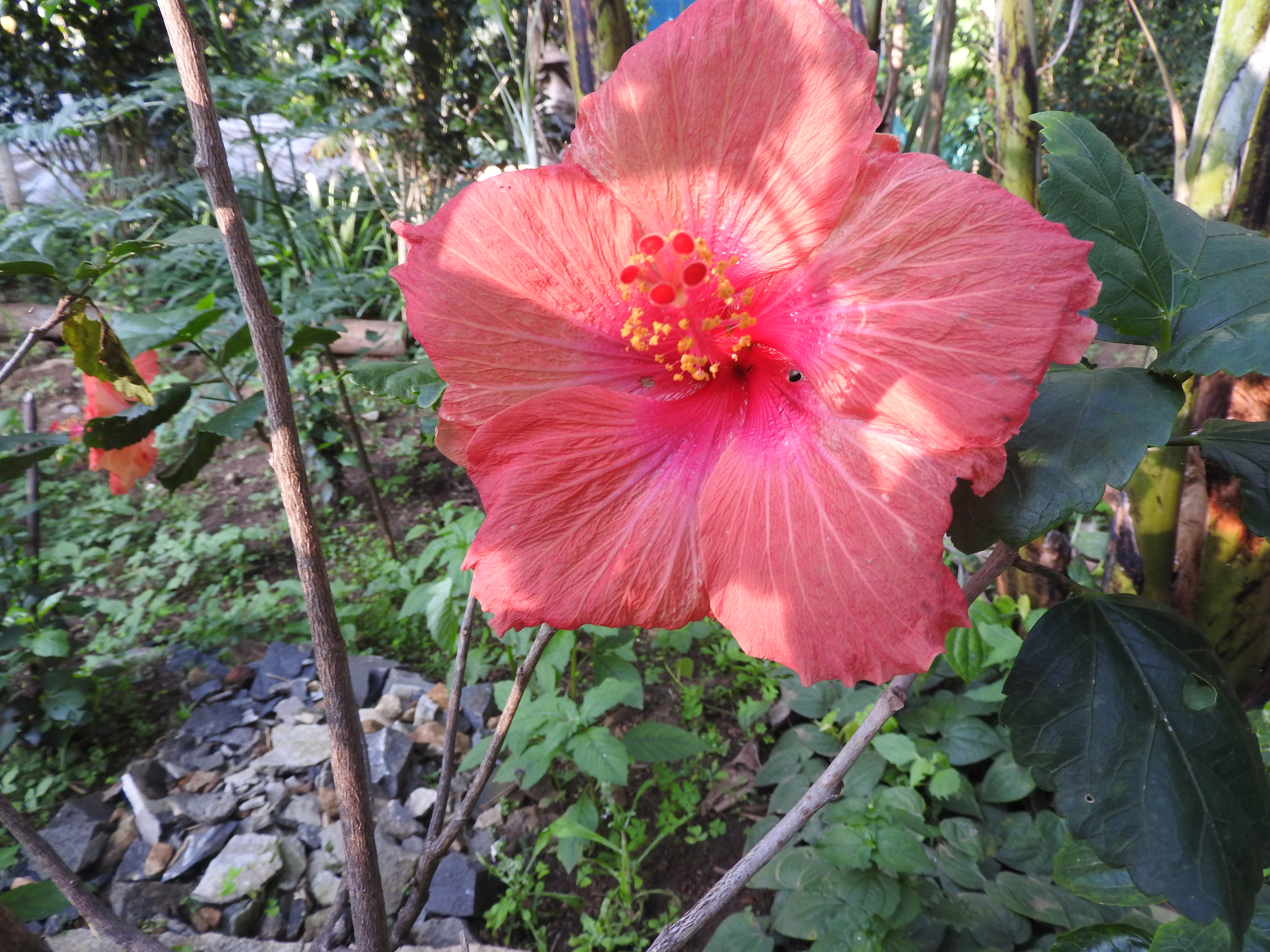 Гибискус на штамбе. Гибискус вуду Мэджик. Гибискус древовидный. Hibiscus Rosa sinensis персиковы1.