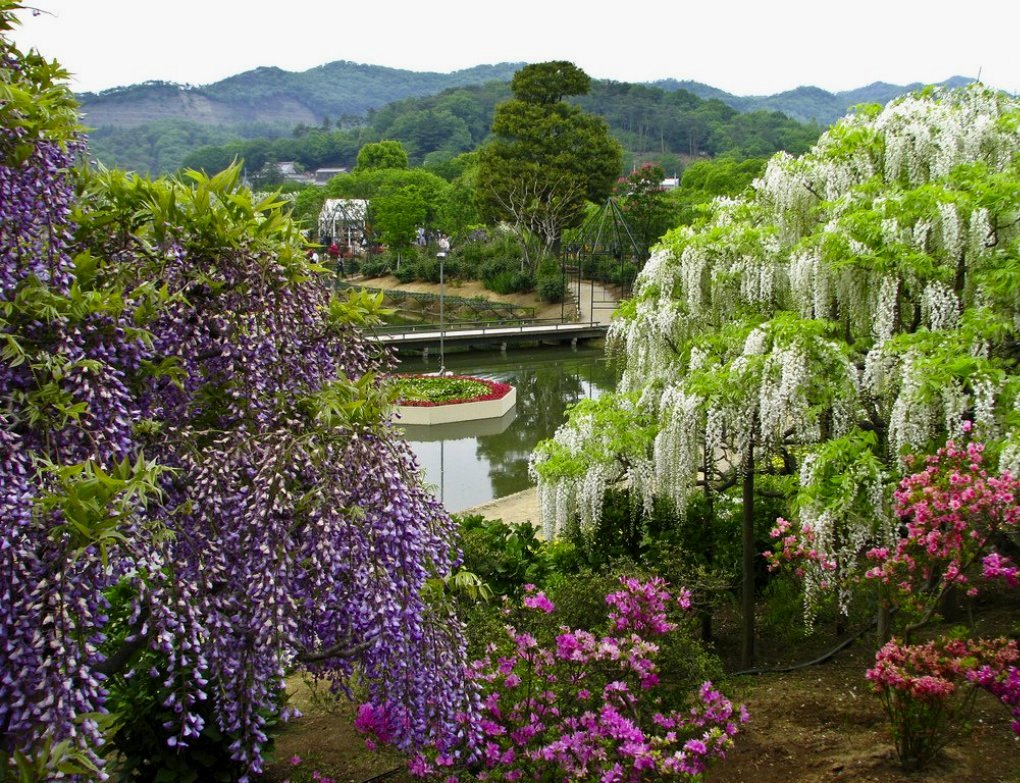 Цветение глицинии в японии