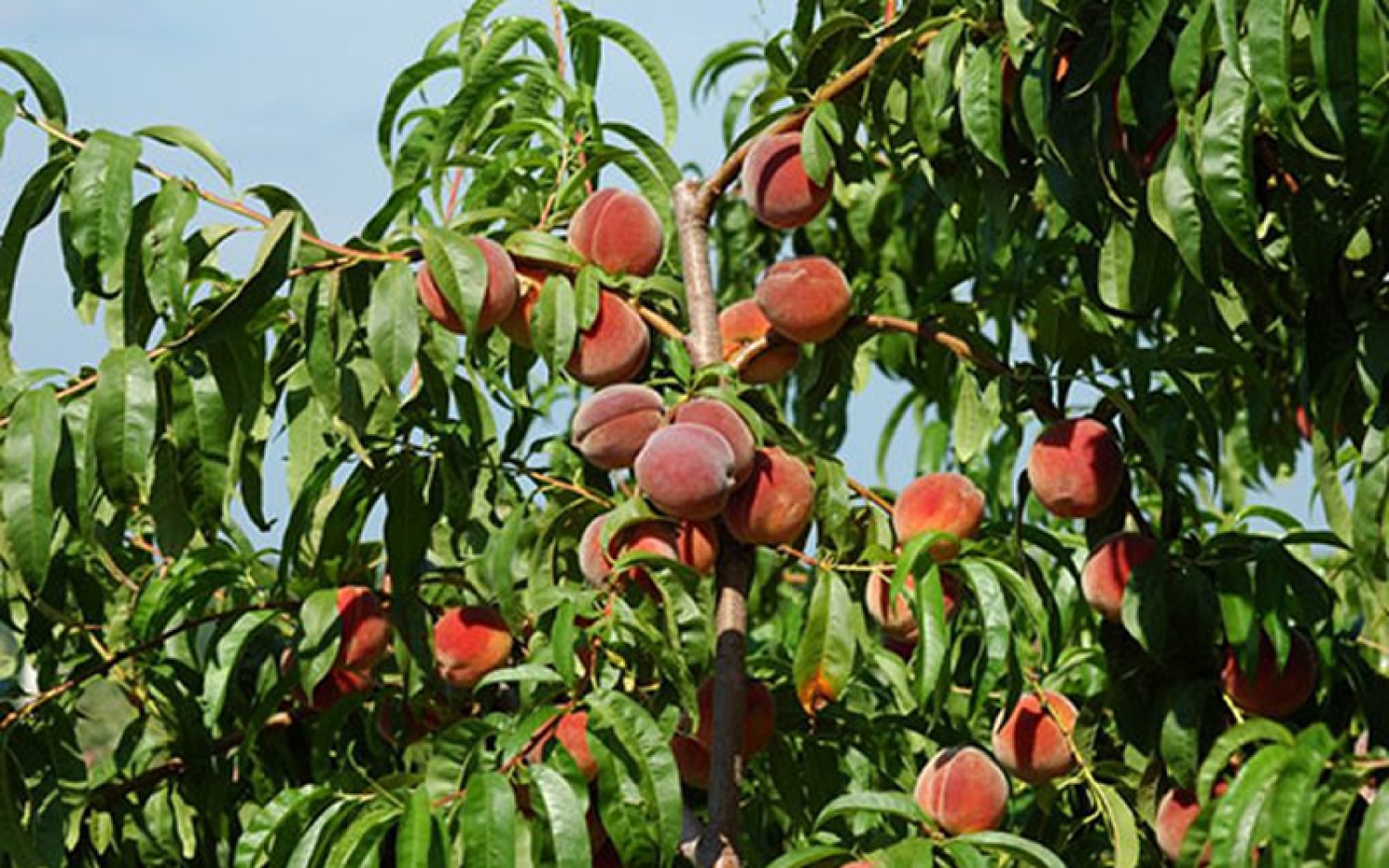 Как выглядит молодое дерево персика фото