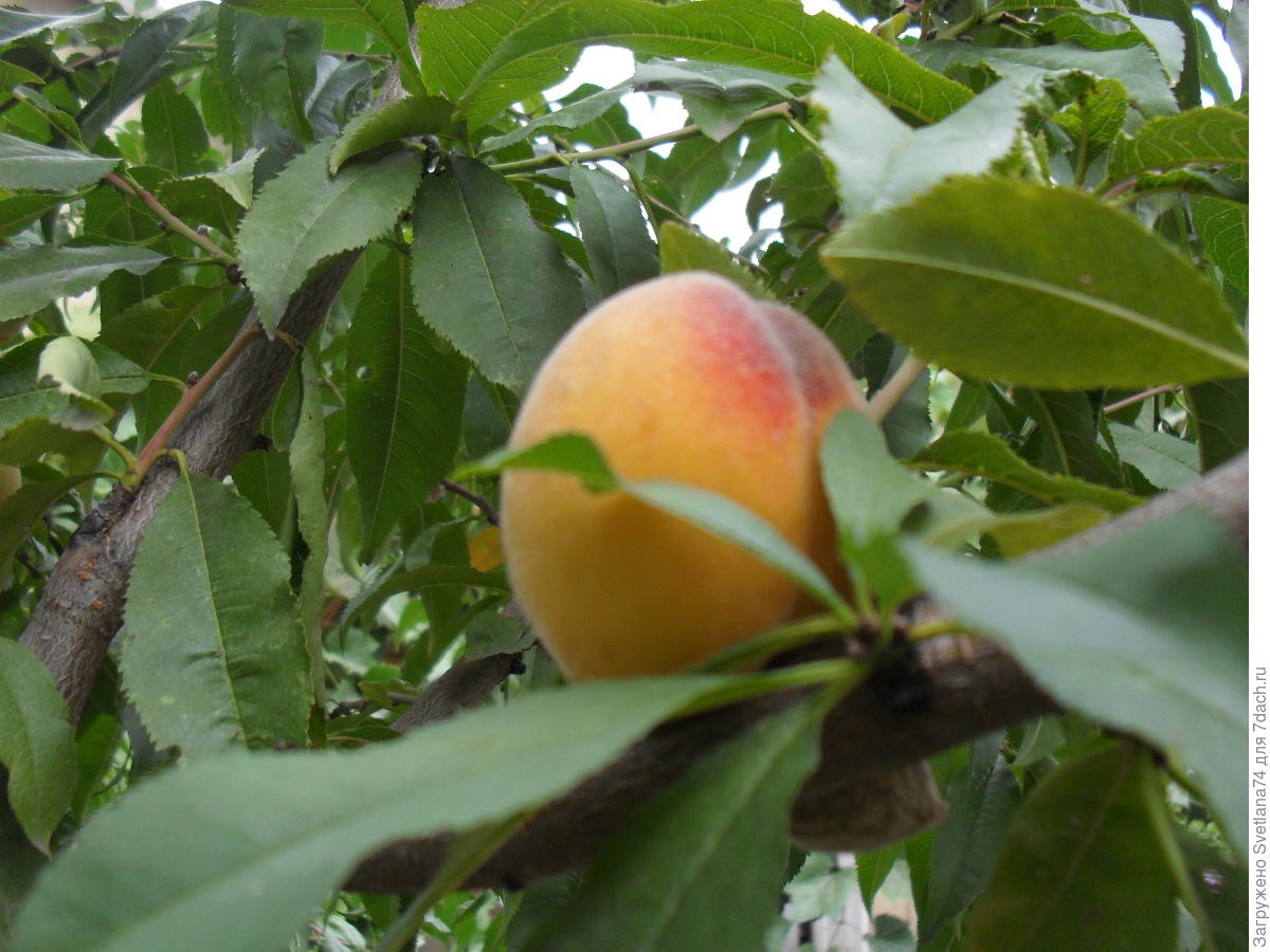 Персики растущие из косточки сорта