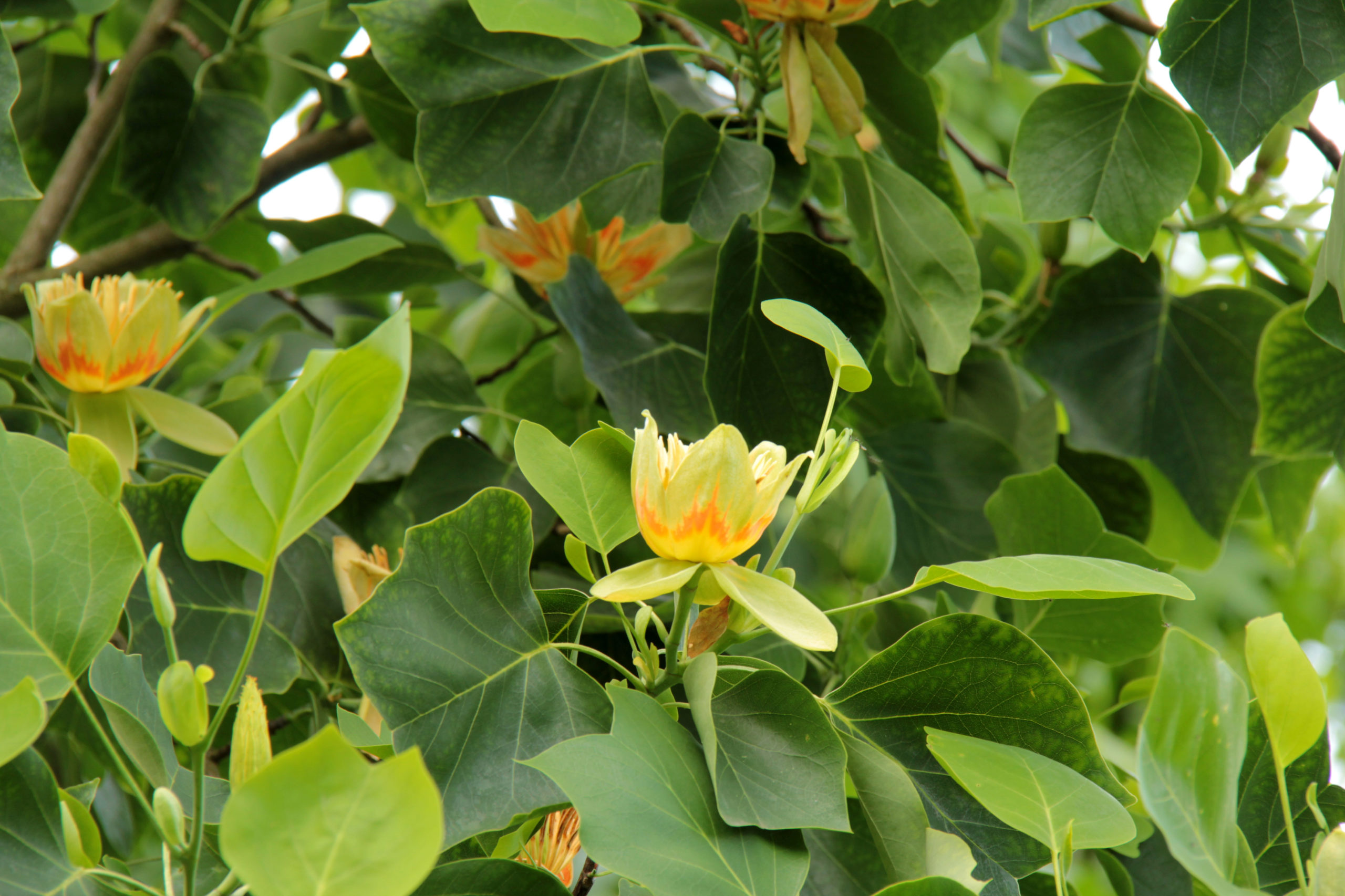 Тюльпановое дерево в лазаревском фото цветение