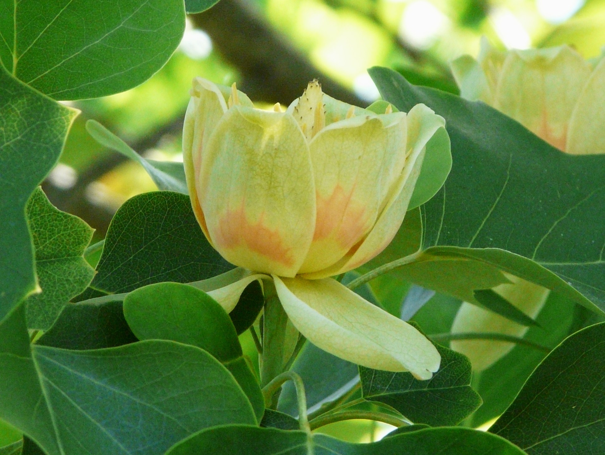 Тюльпановое дерево в лазаревском фото цветение