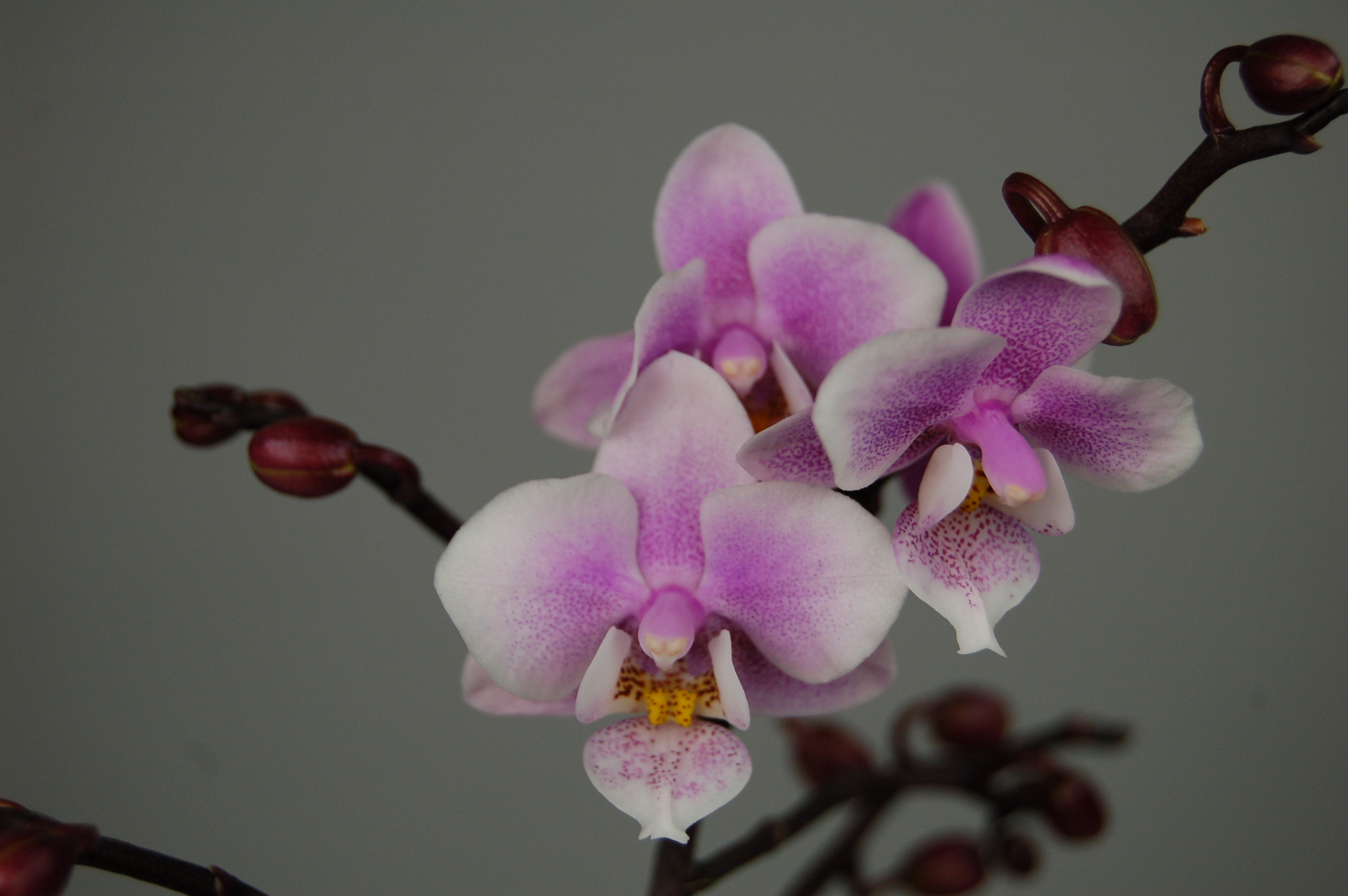 Орхидея Каида