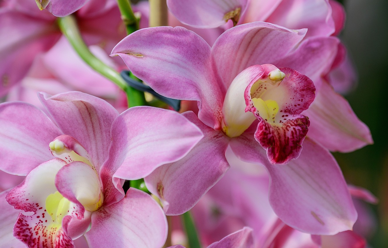 Цветущая Орхидея