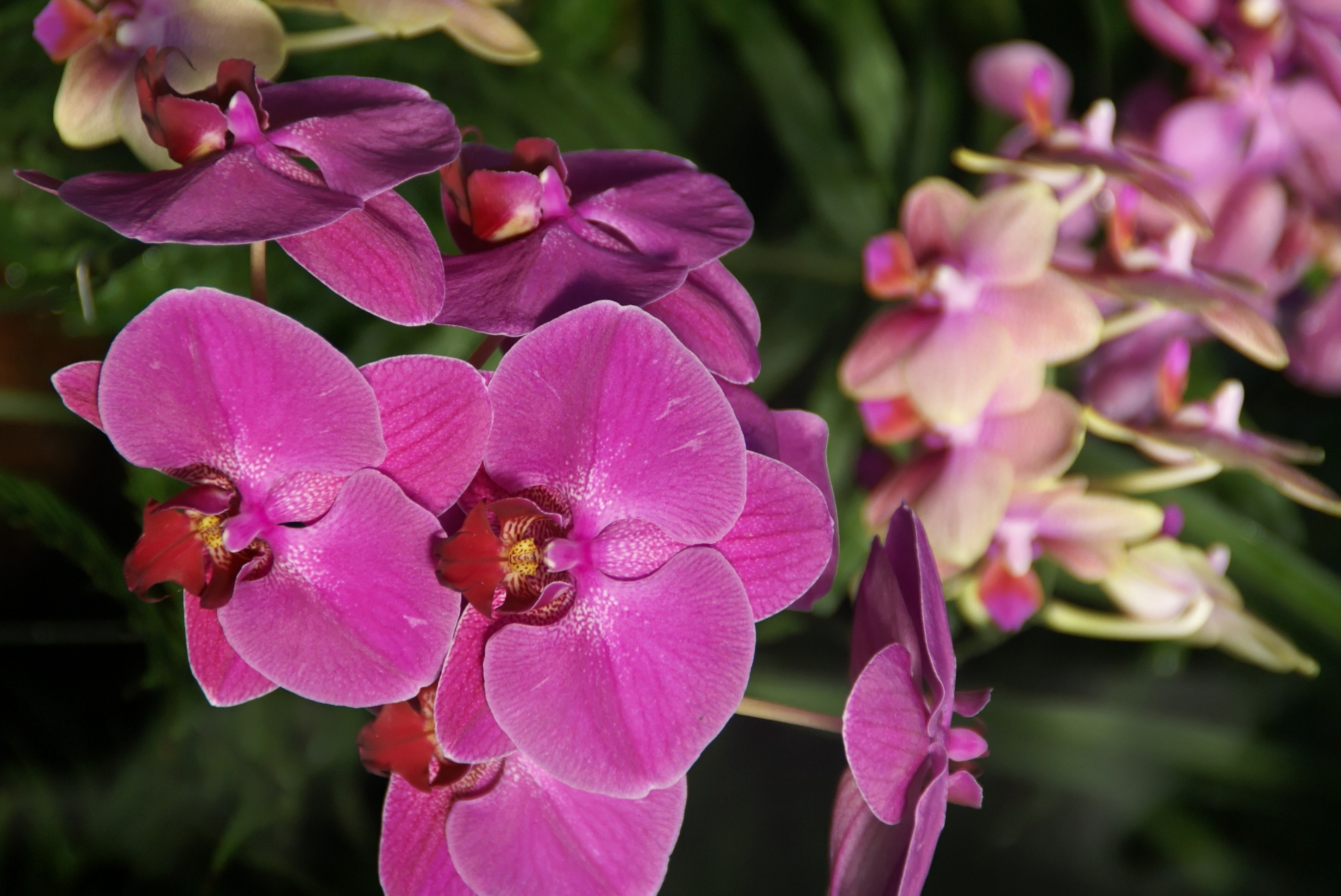орхидея интрига голландия