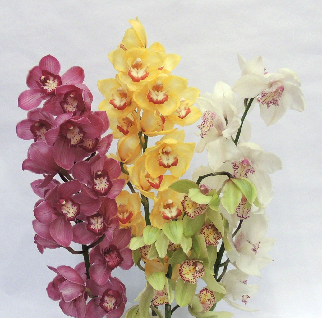 Сакура орхидея фото описание