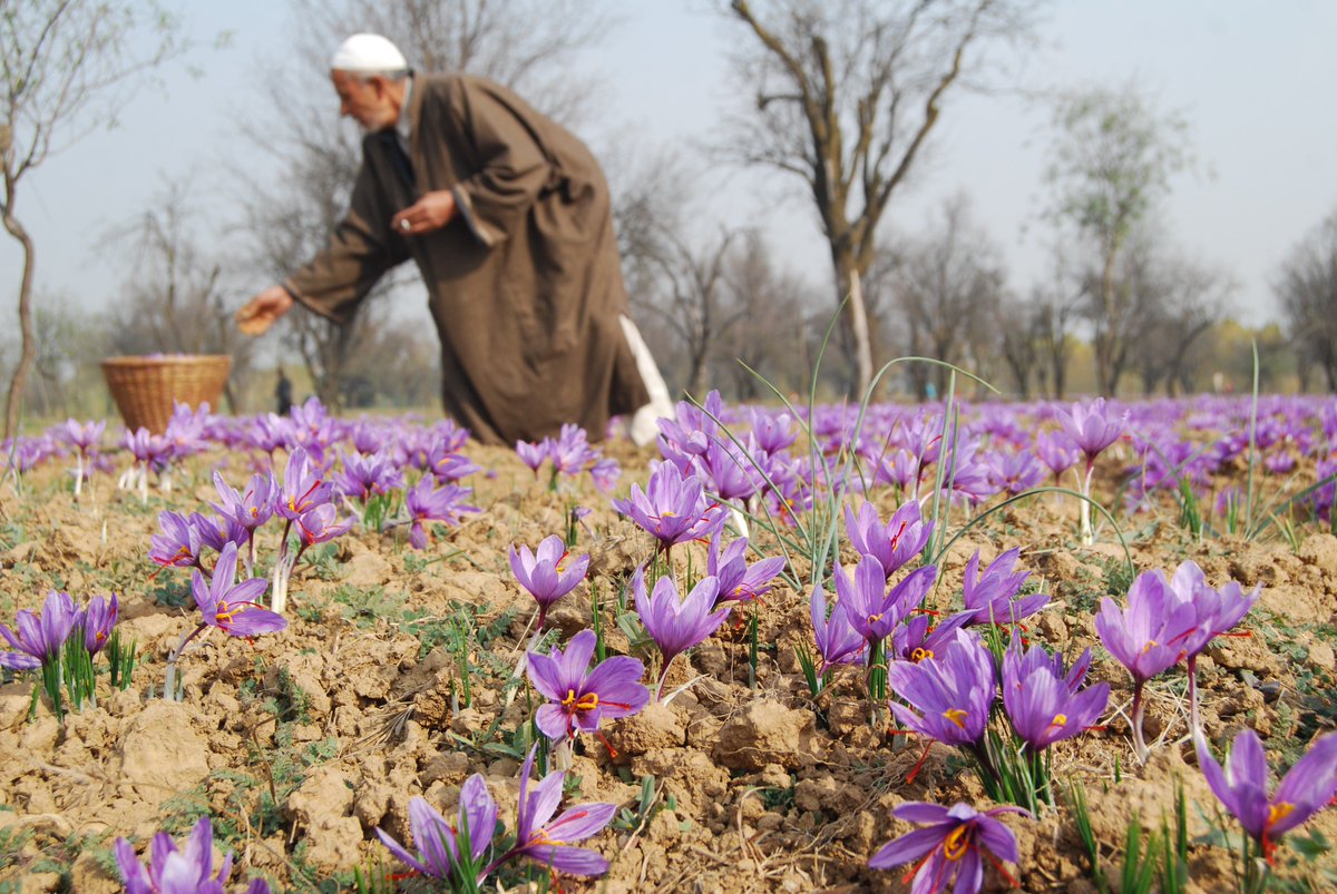 Какой национальности нападавшие на крокус. Крокус Шафран посевной. Шафран посевной (Crocus sativus). Шафран специя Крокус. Тибетский Шафран.
