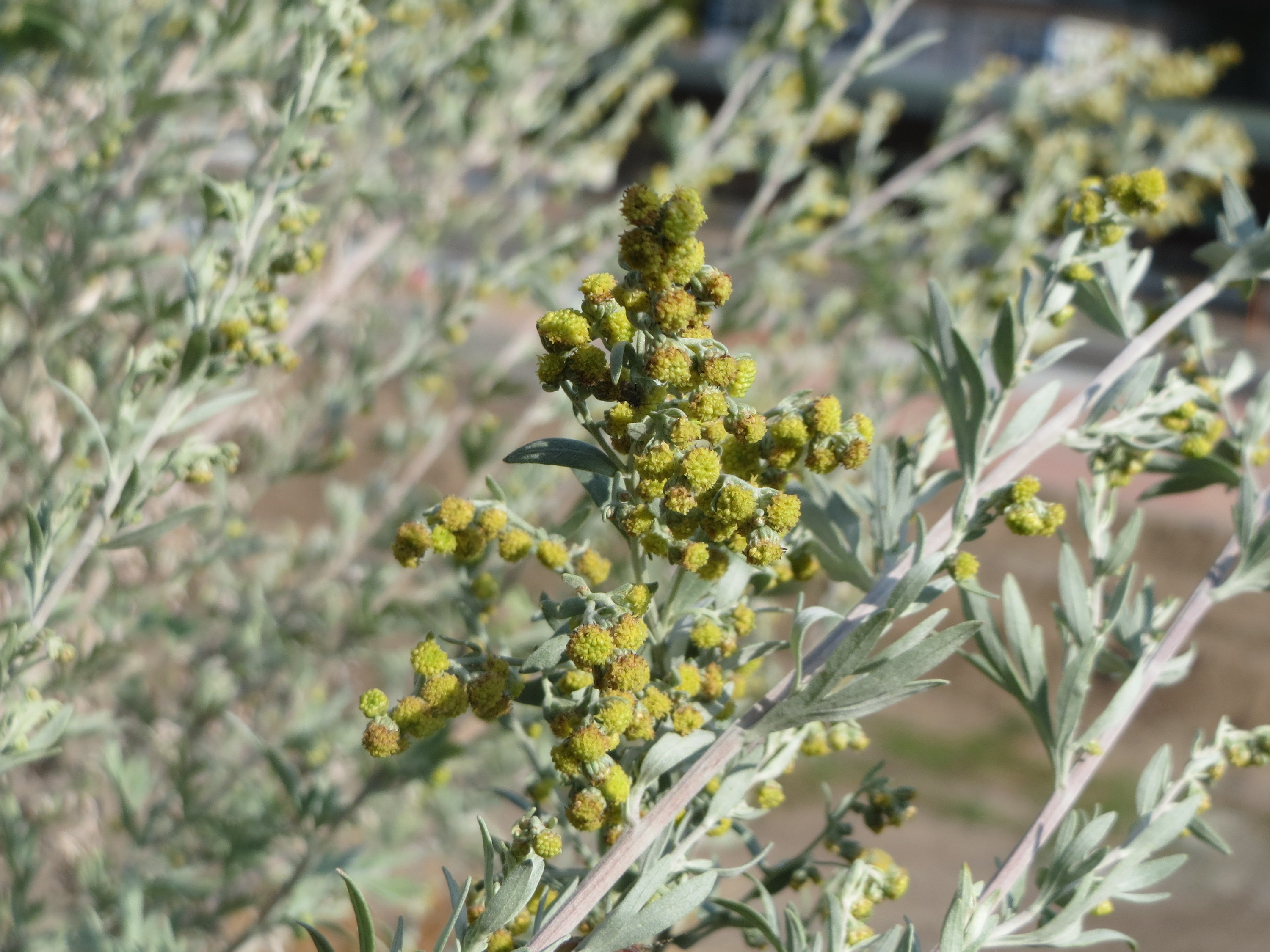 Полынь горькая Artemisia absinthium l.