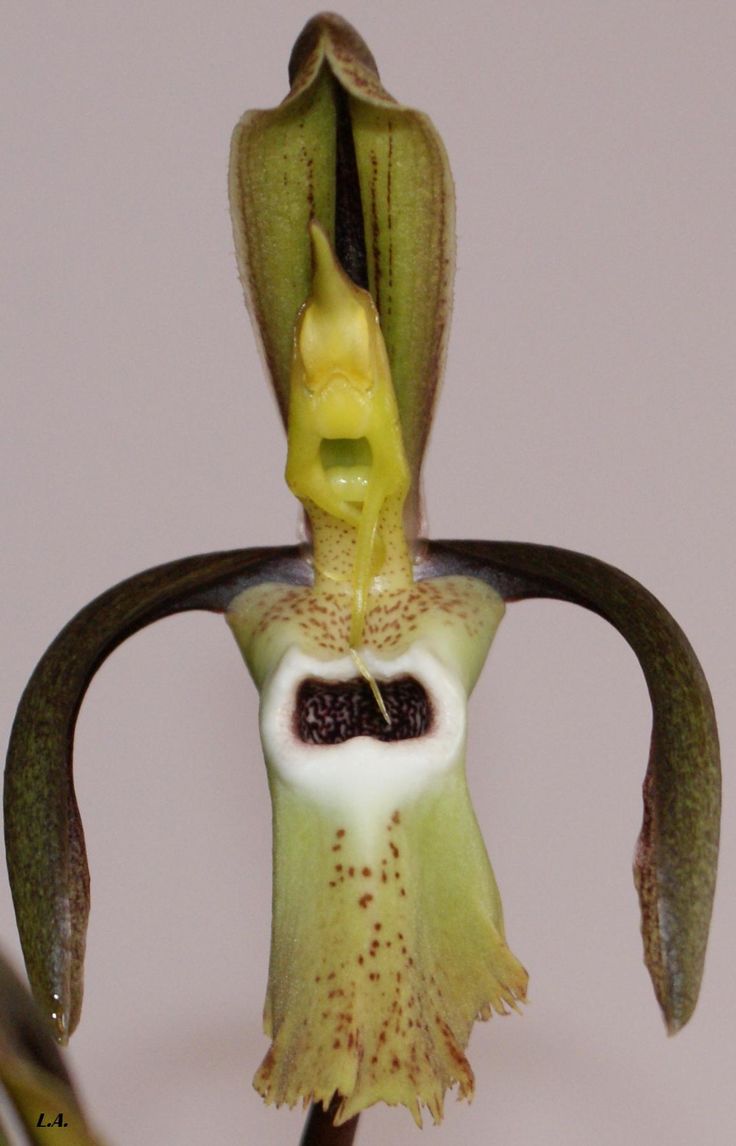 Орхидея Морковка Черная