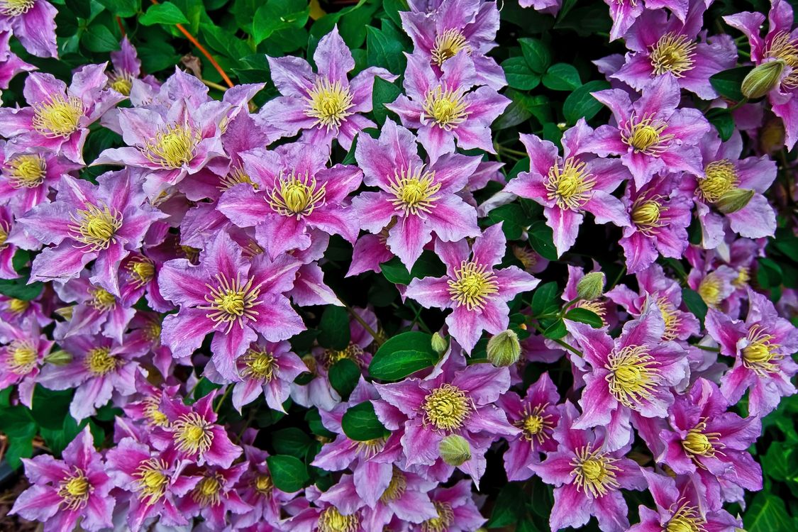цветы клематис фото многолетние сорта