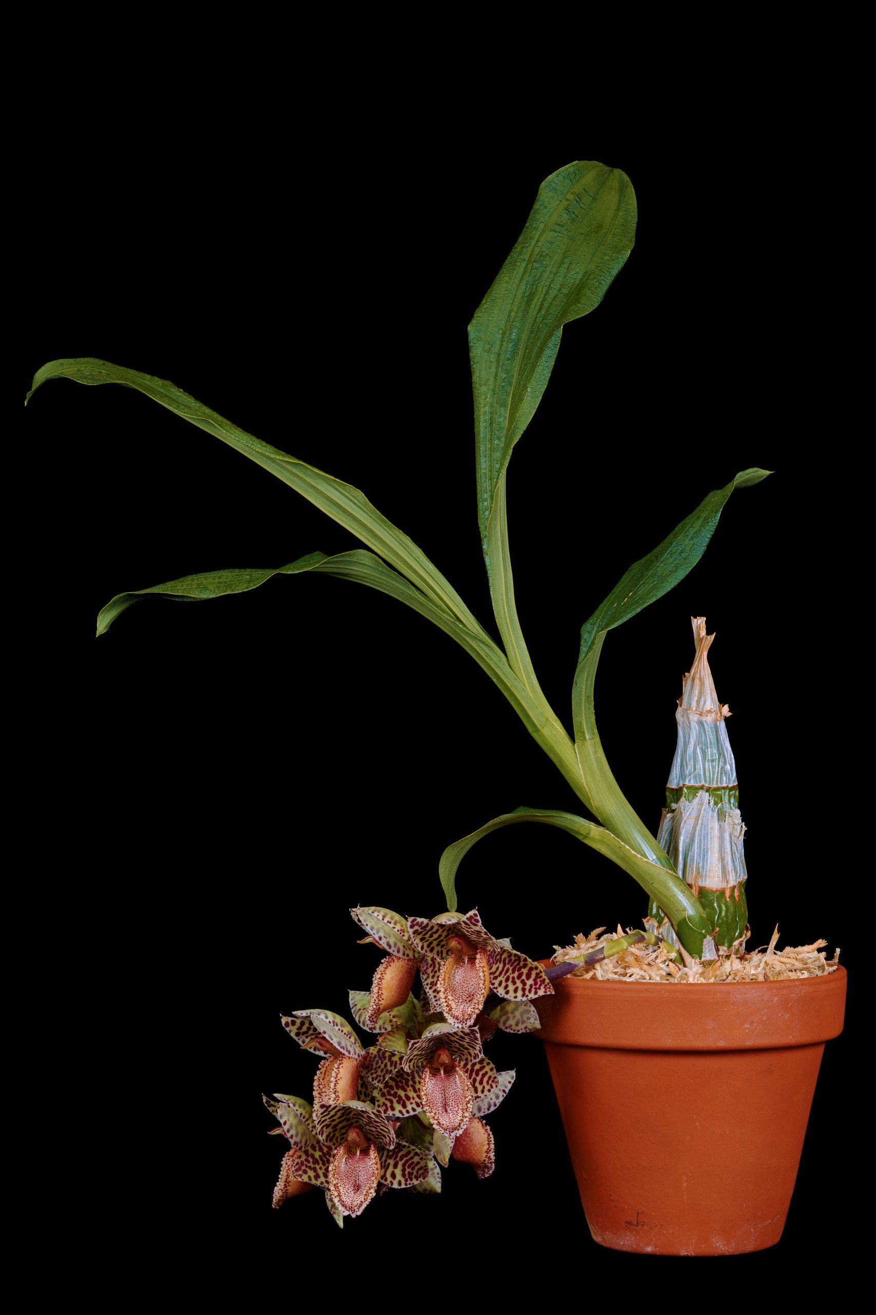 Орхидея Морковка Черная