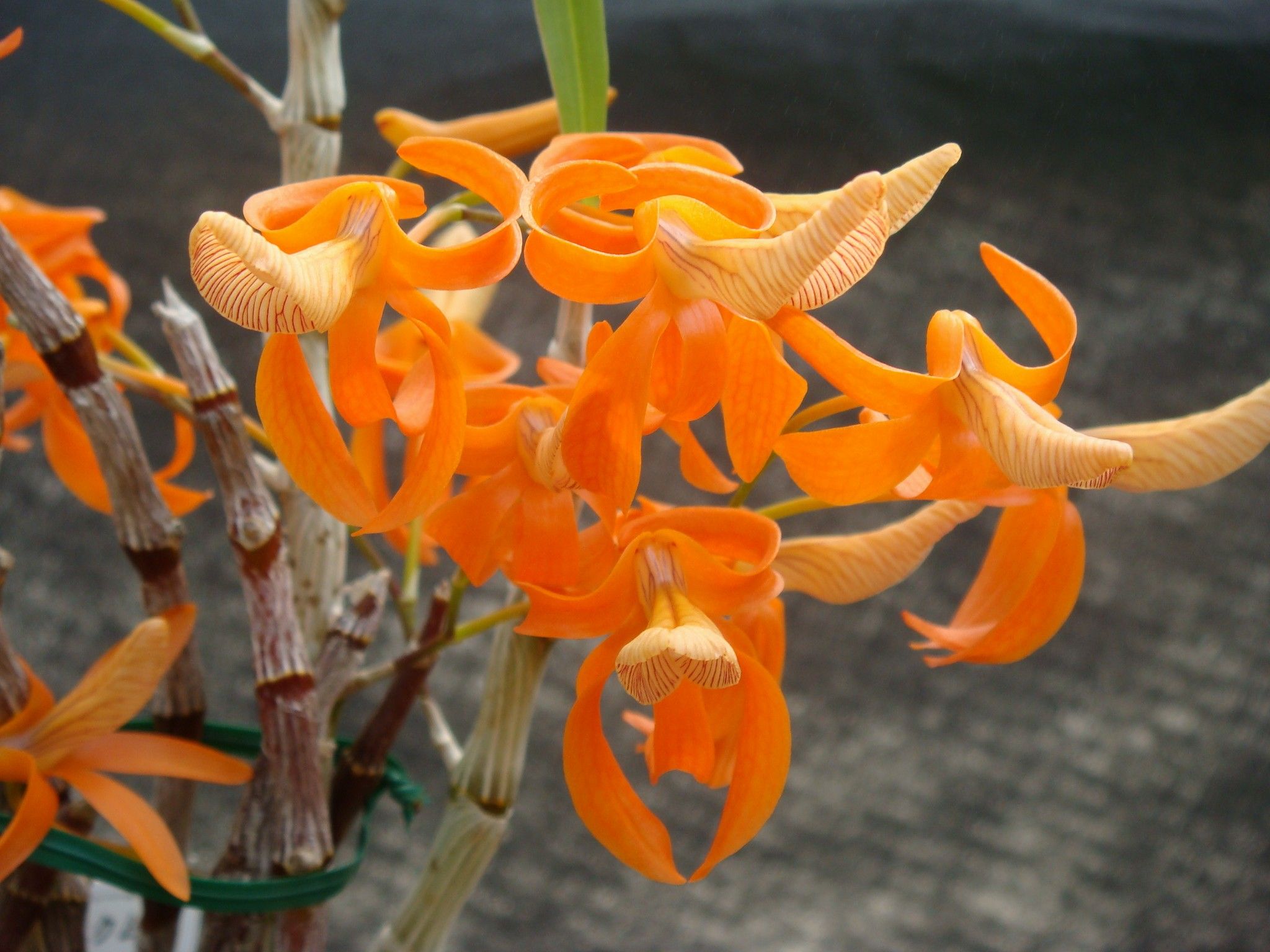 Орхидея carrot cake фото и описание