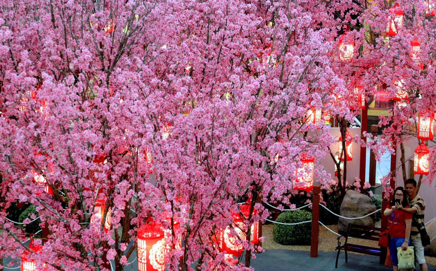 Цветение сливы в Японии