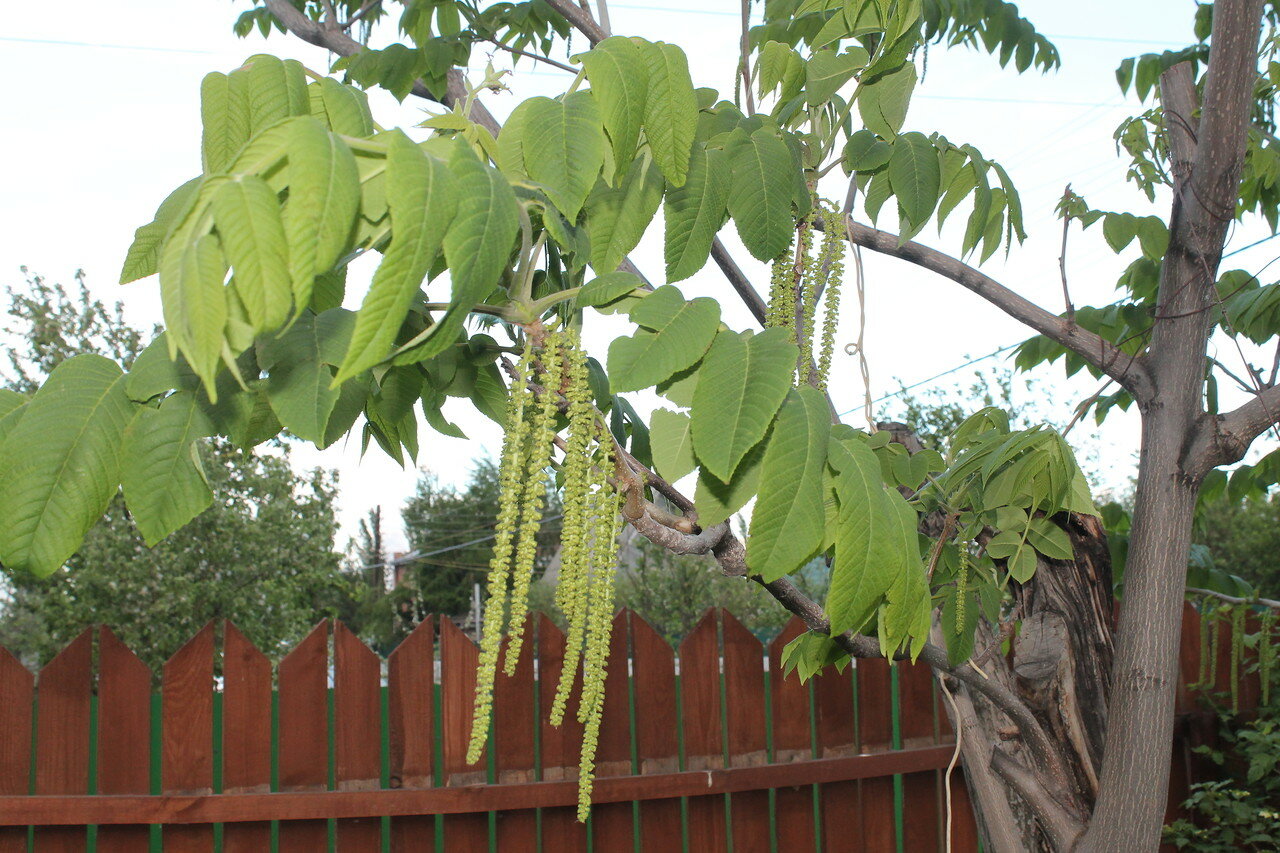 Маньчжурский орех цветение