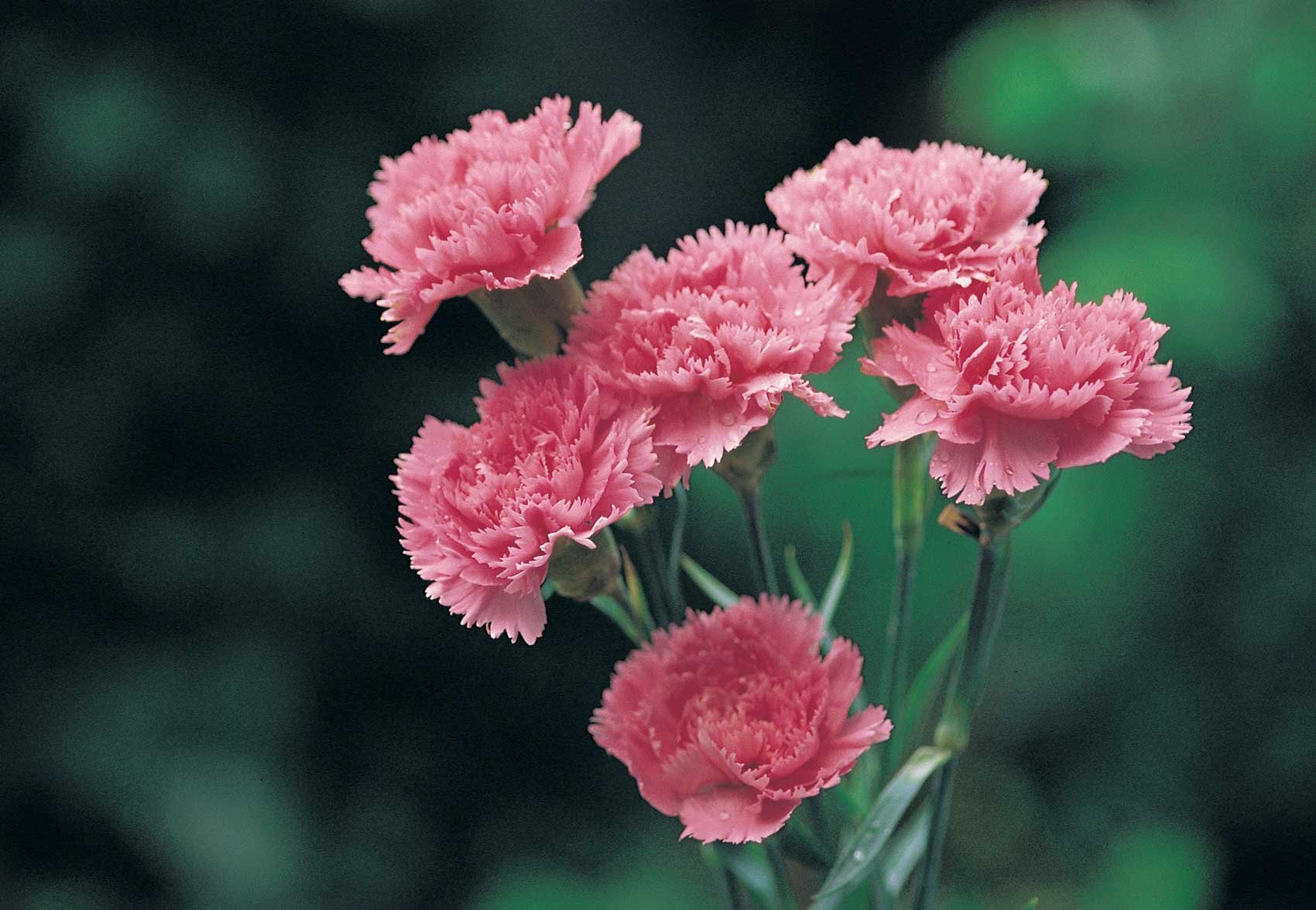 Гвоздики Цветы Розовые