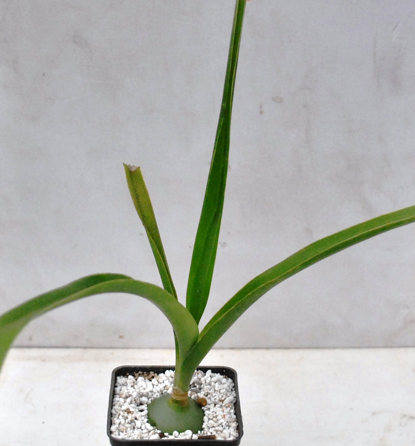 Растение китайский лук фото и применение