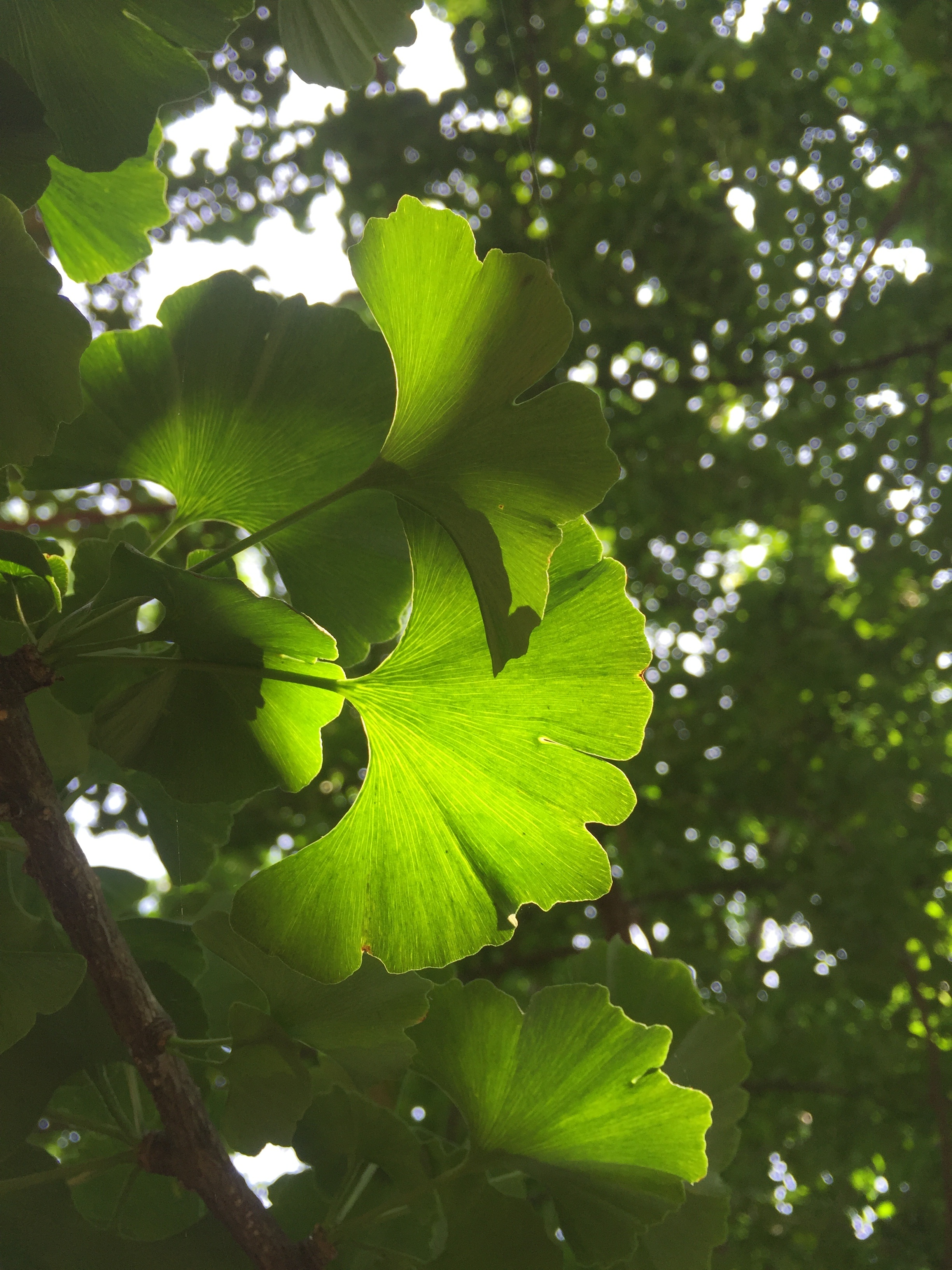 Листья гинкго билоба фото