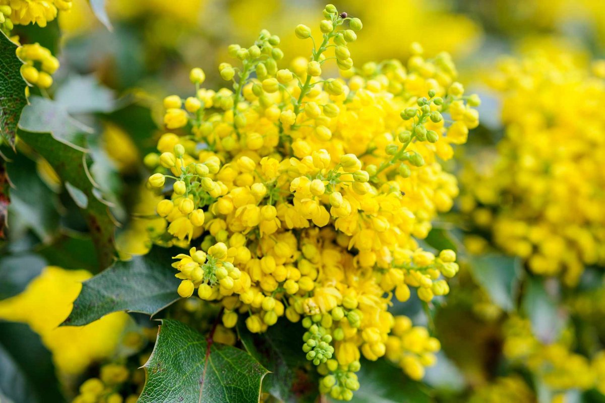 Вечнозеленое растение цветет желтыми цветами
