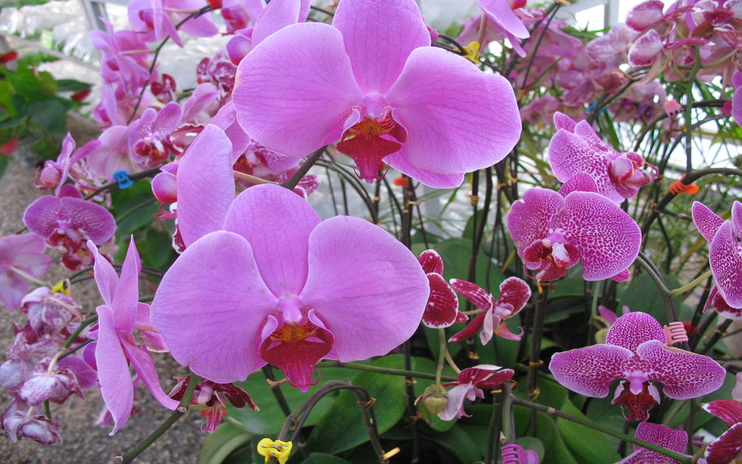 Орхидея лас пальмас фото