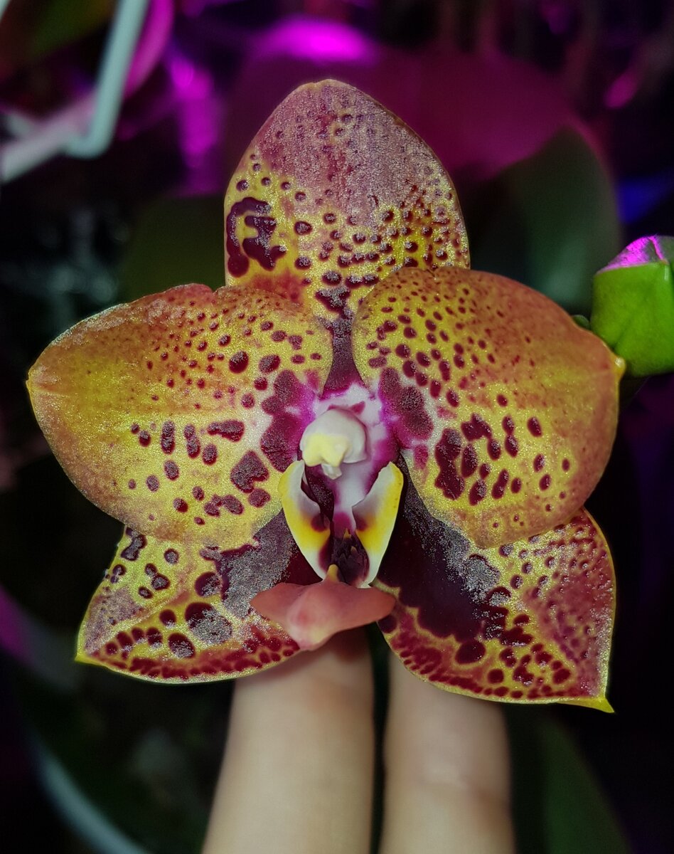Орхидея лас пальмас фото и описание