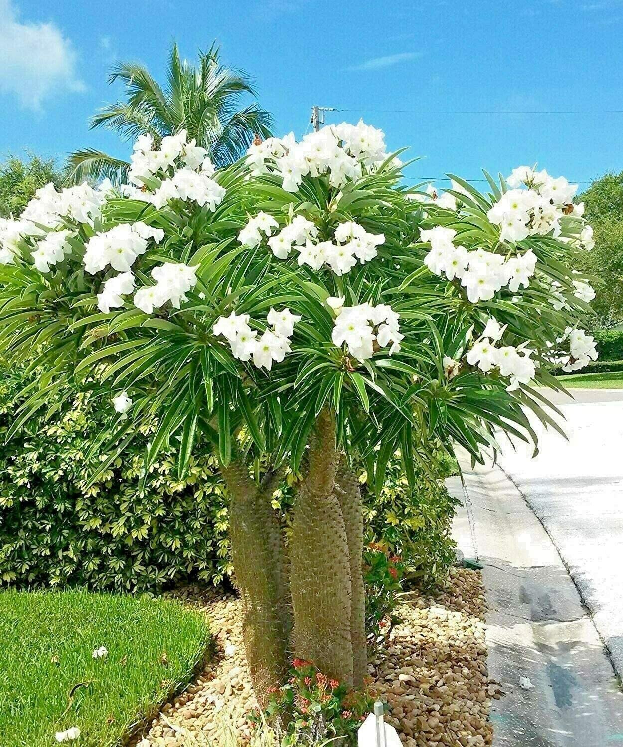 Pachypodium geayi @ rare Madagascar Palm Plant Cactus Cacti caudex Bonsai 4