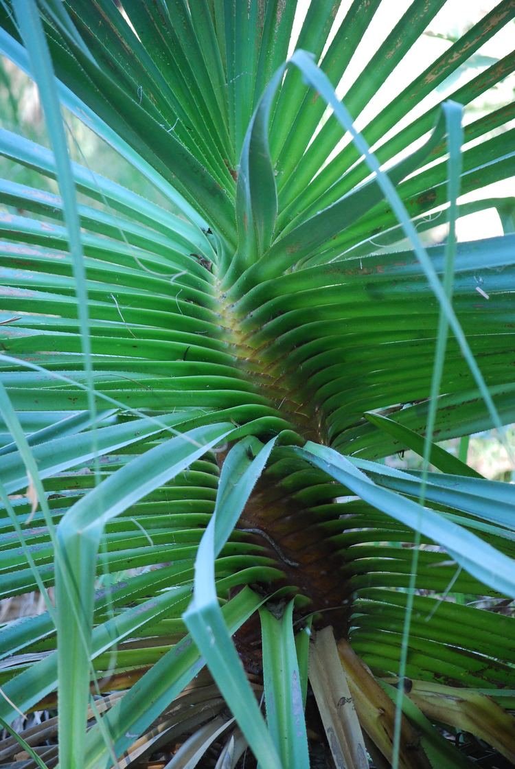 Пальма панданус