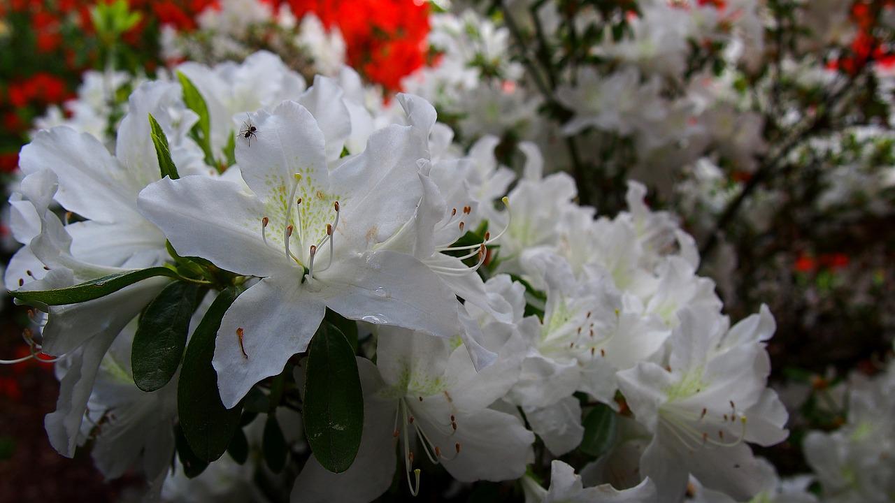 Азалия цветок фото белая