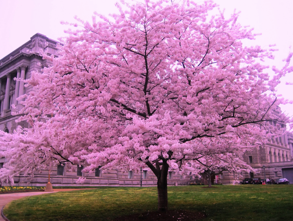 Как цветет сакура фото. Черри блоссом дерево. Сакура черри блоссом дерево. Pink черри блоссом дерево деревья. Сакура Япония вишня.