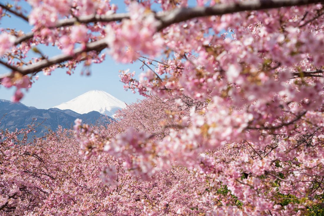 Япония весной цветение Сакуры