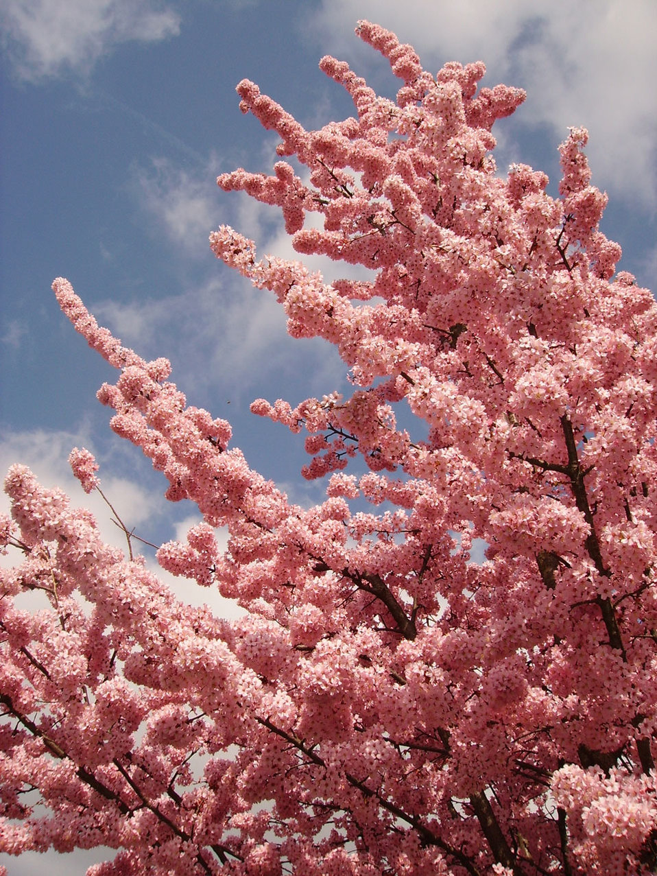 Как цветет японская сакура фото