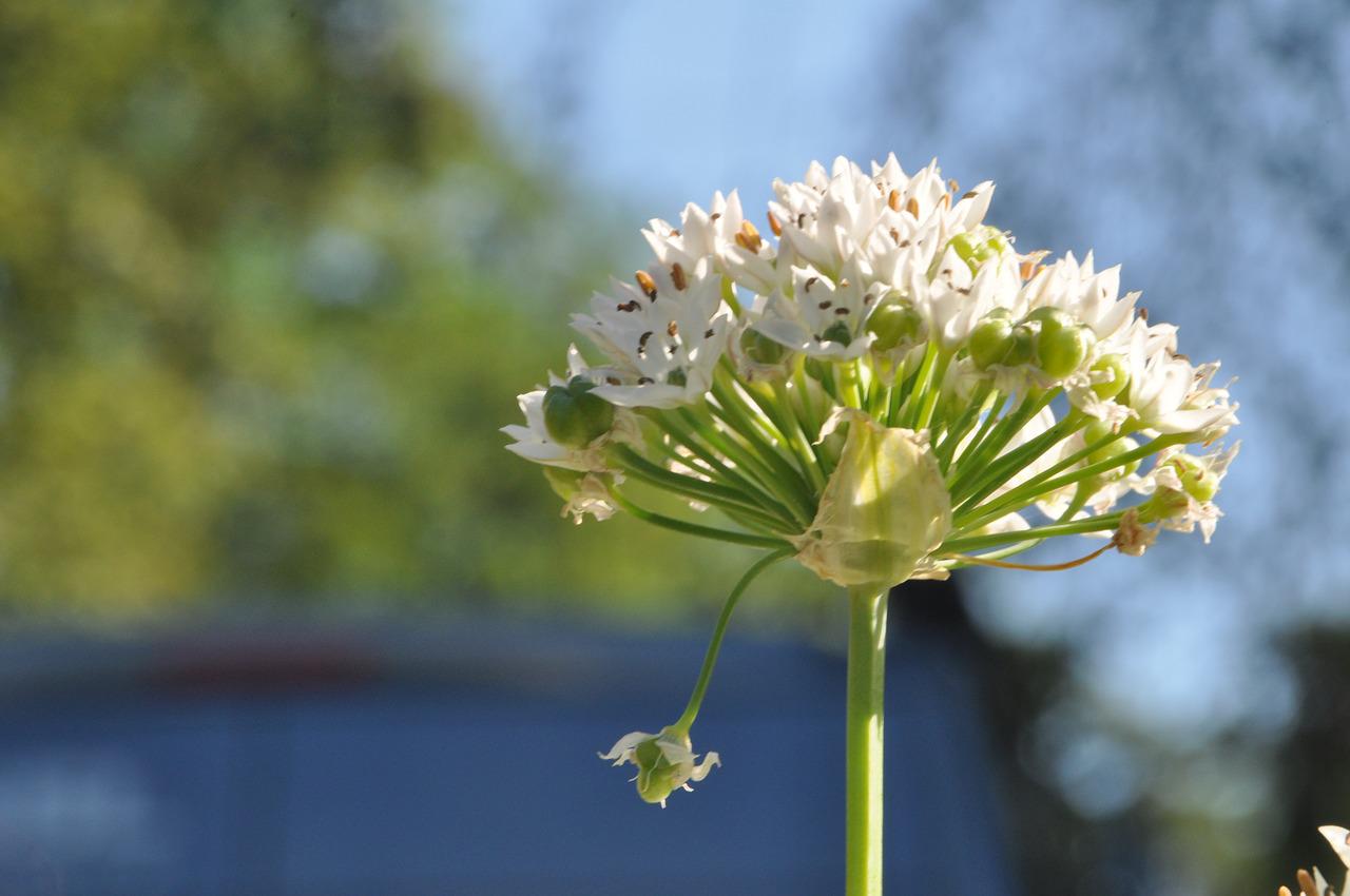Макросъемка цветок чеснока
