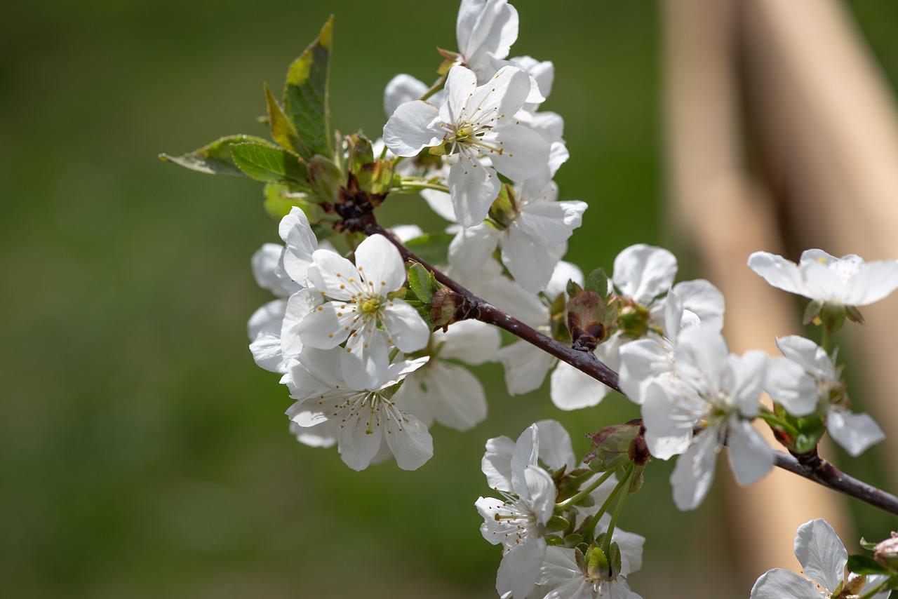 Цветение плодовых деревьев натюрморт примеры фото. Если б в поле Расцветали только белые цветы.