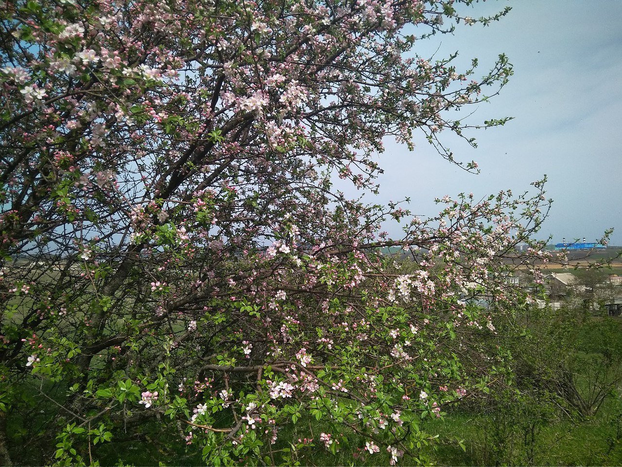 Дичка яблоня цветет