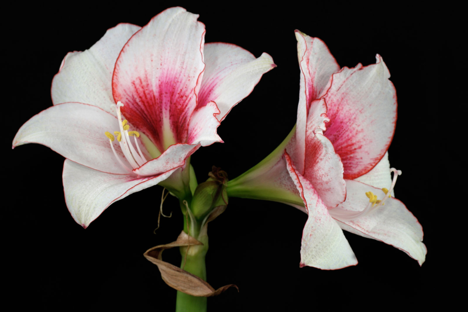 Фото как выглядит цветок гиппеаструм фото