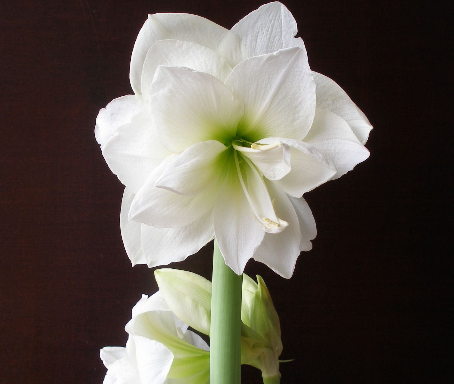 Фото как выглядит цветок гиппеаструм фото