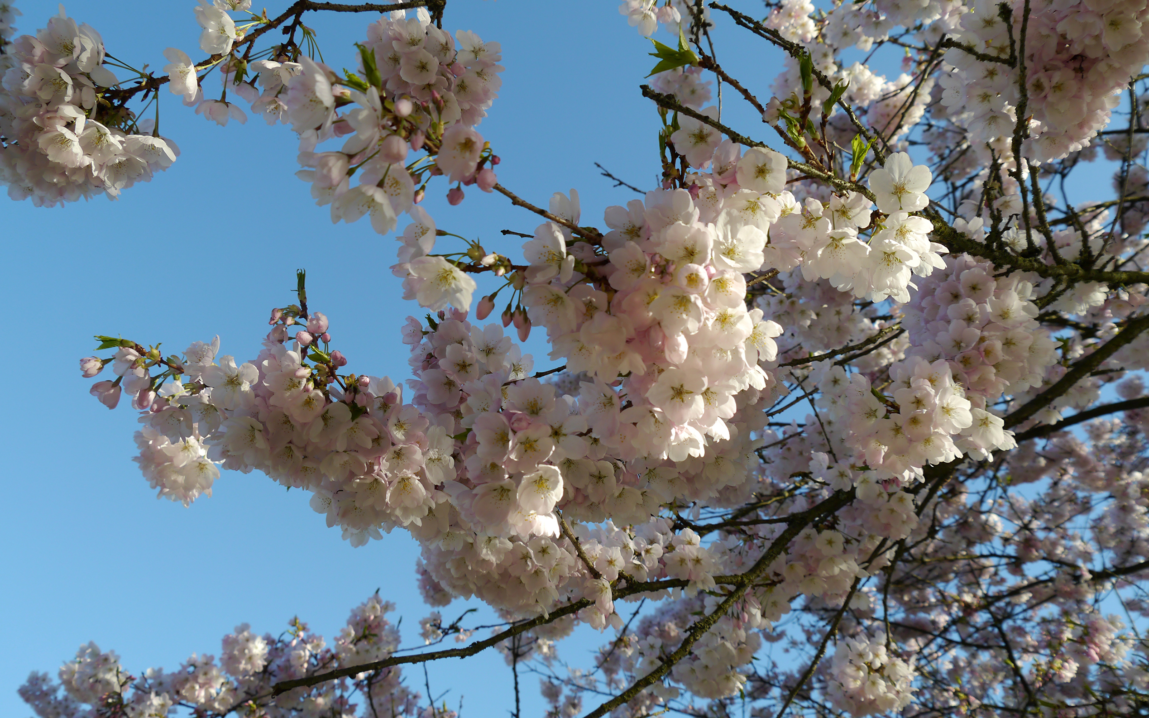 Какие деревья цветут в апреле. Цветущие деревья. Цветущие деревья весной. Цветение деревьев.